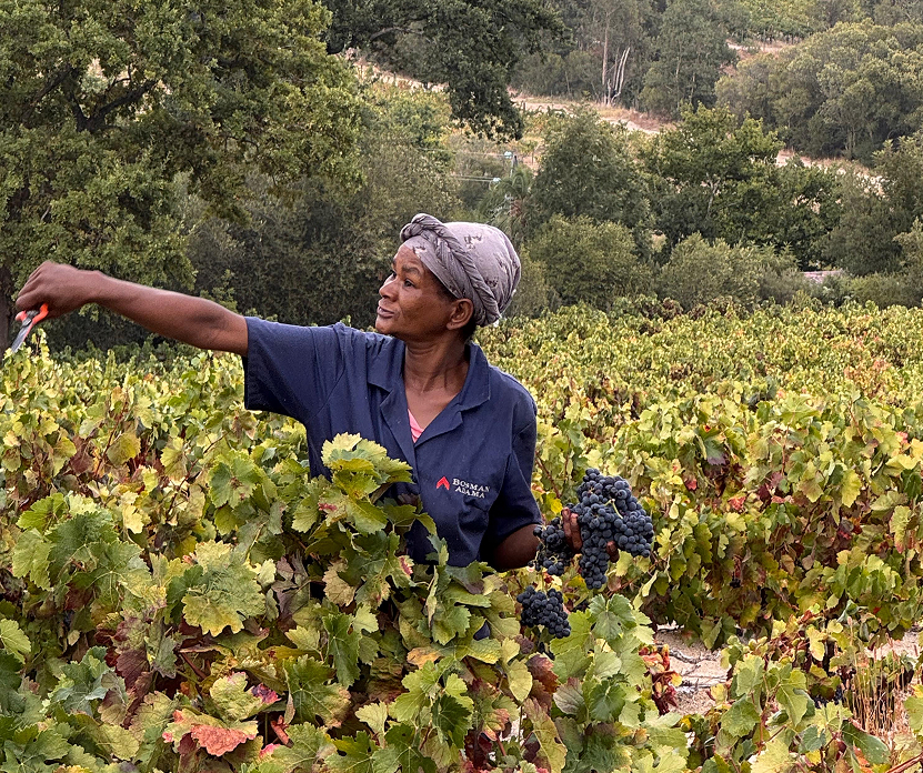 Palate softness and drinkability: bright red fruit, low tannin, gentle acidity, floral and slightly earthy notes. It prevents heaviness and adds charm and early accessibility.