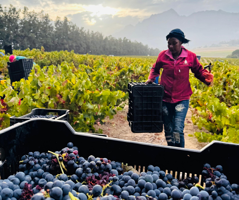 Backbone, weight and impact: dark fruit, pepper and spice, mid-palate density. The high pH of Swartland fruit lends it extra elegance. It anchors the blend and gives it presence and length.