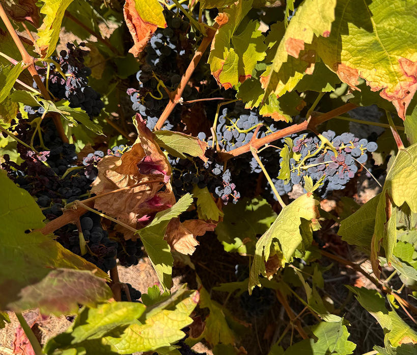 Aromatic lift and linear structure: red and black currant, raspberry, herbal notes of bay leaf, graphite and violets, with fine, firm tannins and freshness. It brings tension and keeps the blend honest.