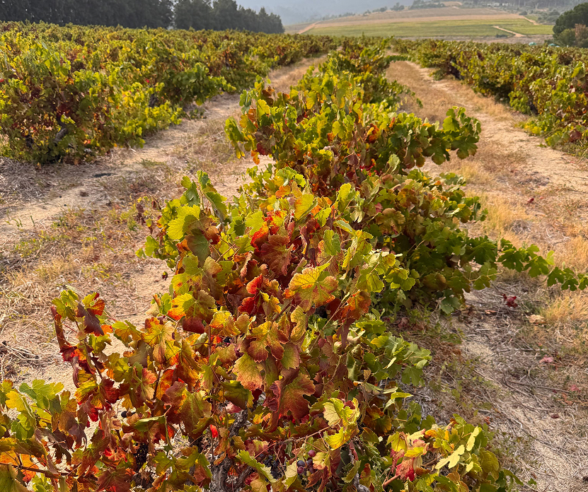 Freshness and structural tension: tart red and black fruit, high natural acidity, firm rustic tannins, and a savoury, gravel-driven minerality. It adds backbone and longevity, and keeps the blend lively.